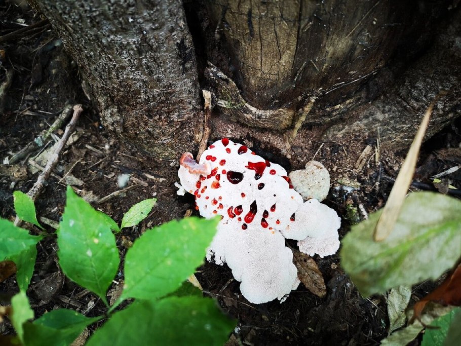 Гриб Веселка земляное масло