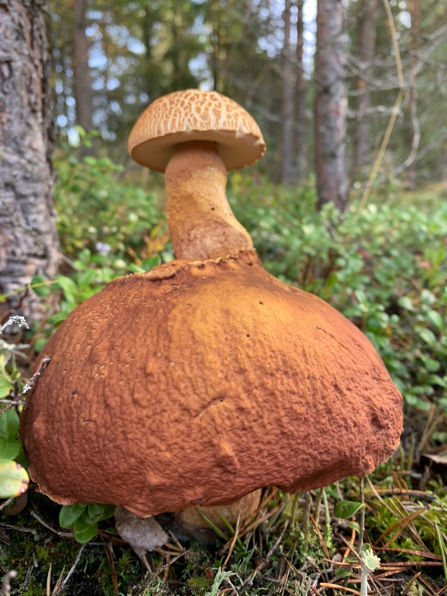 Сентябрьские грибы съедобные