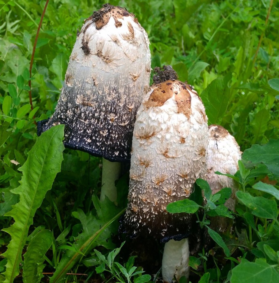 Гриб навозник белый