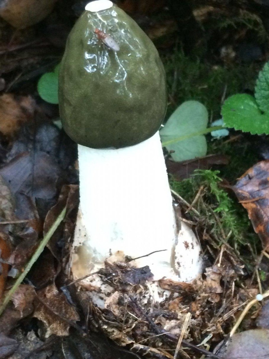 Гриб Веселка обыкновенная