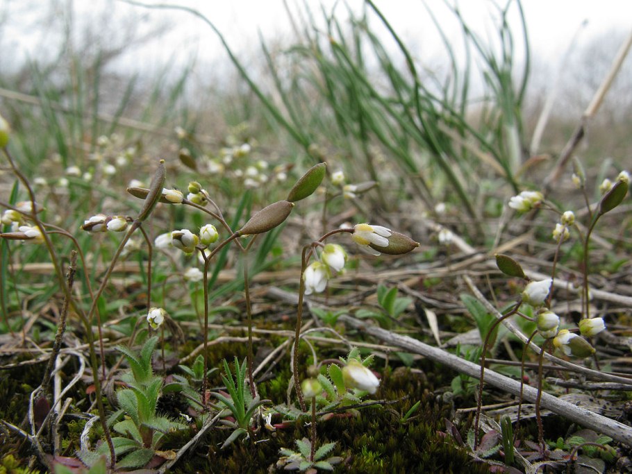 Грибы похожие на опята