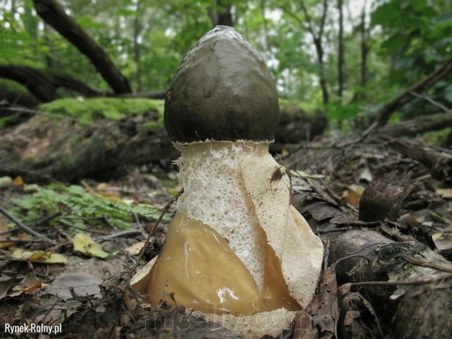 Гриб висюлька обыкновенная