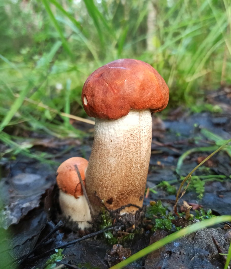 Грибы растут