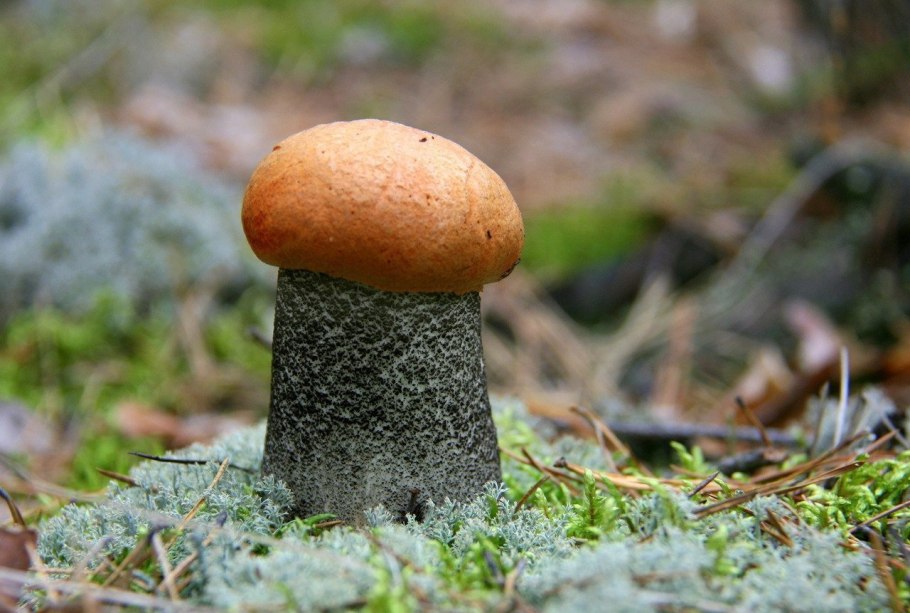 Agaricus impudicus гриб