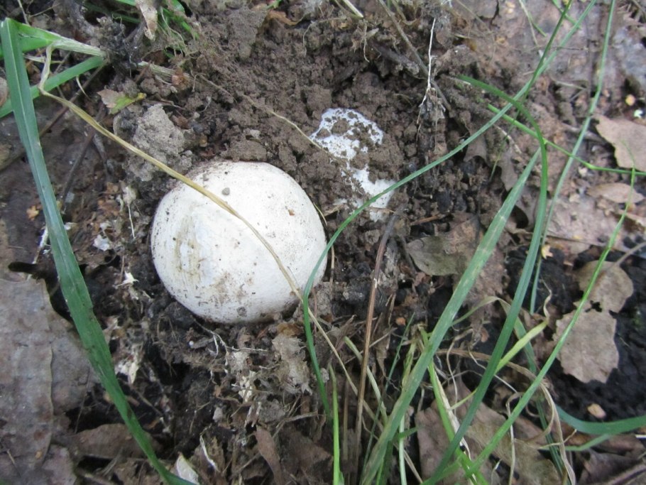 Подосиновик Боровой