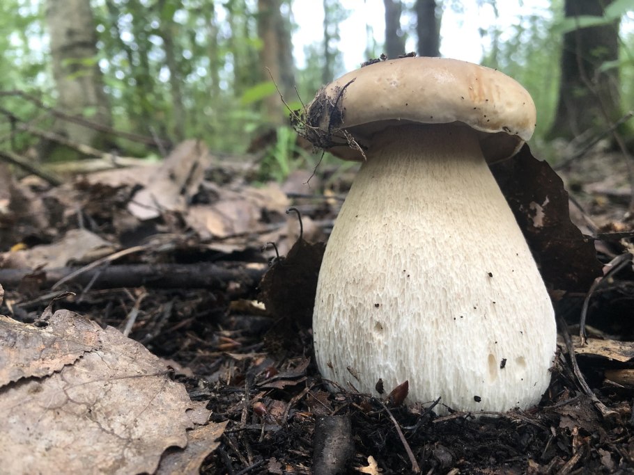 Навозник мерцающий Coprinus micaceus