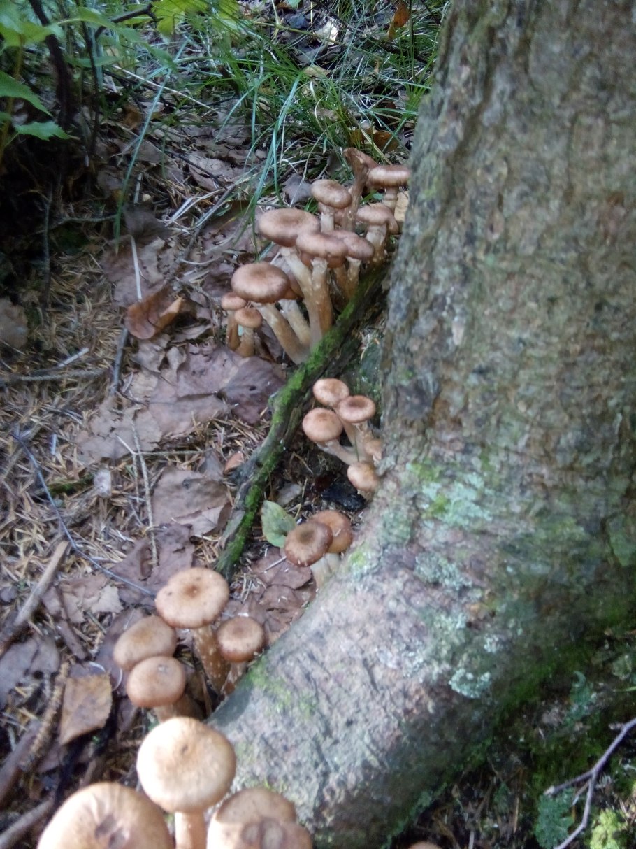 Древесные опята на Сахалине