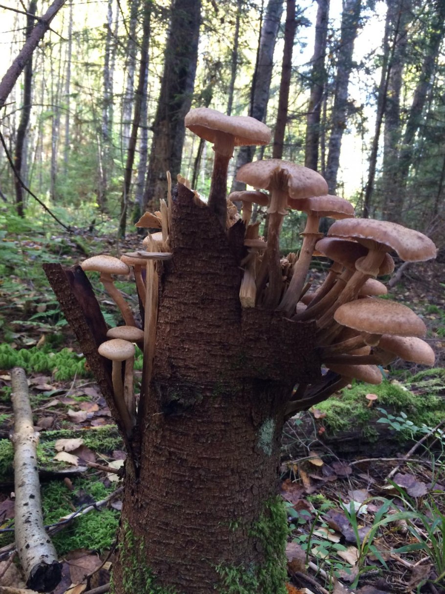 Опята осенние еловые