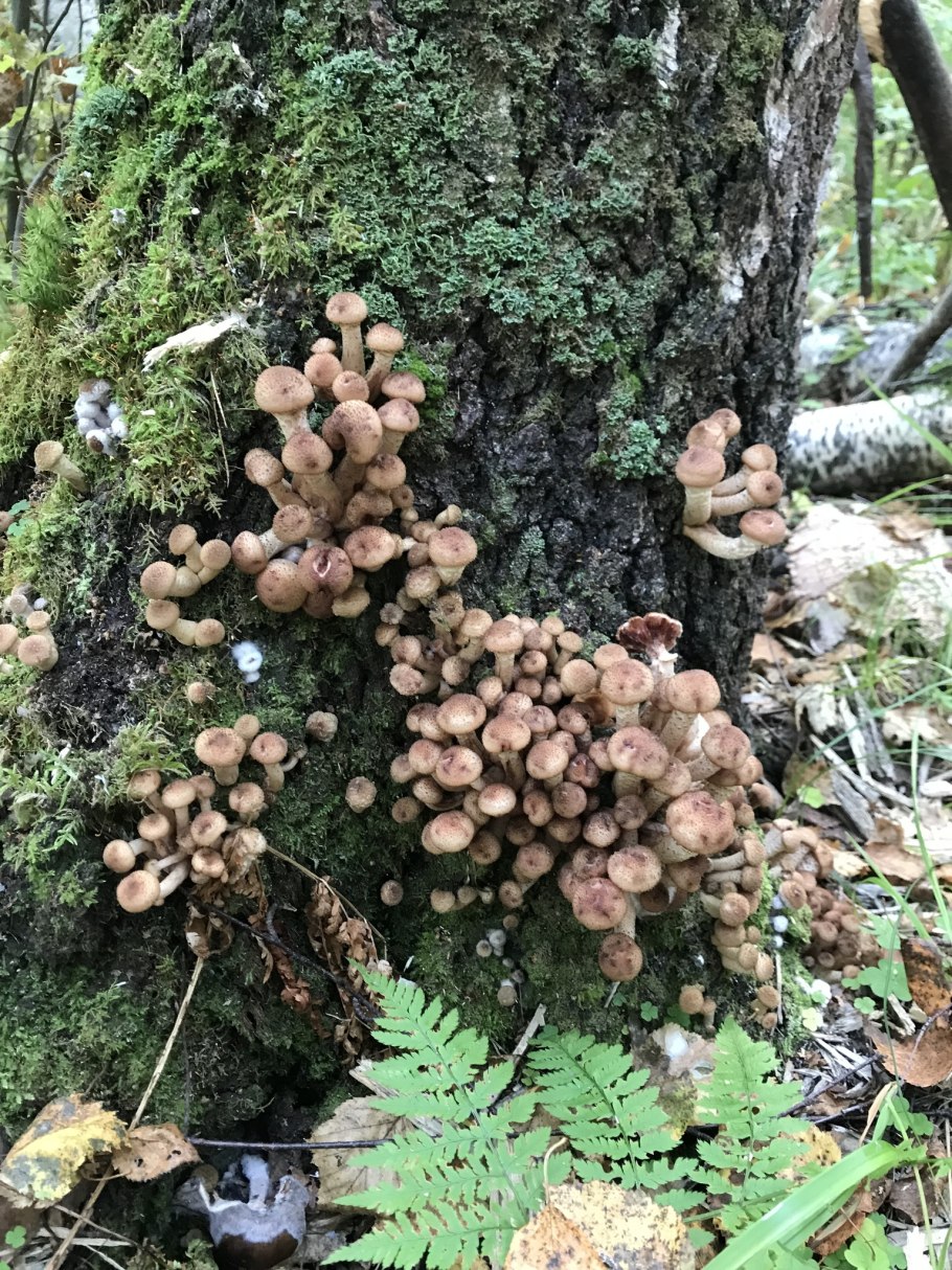 Лесные летние опята