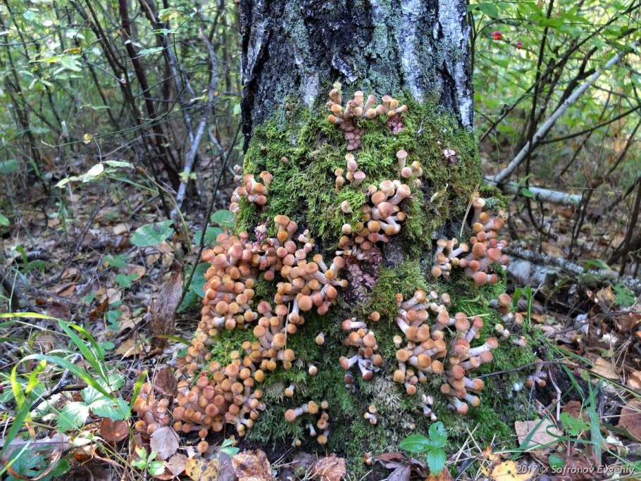 1000000 Съедобных грибов