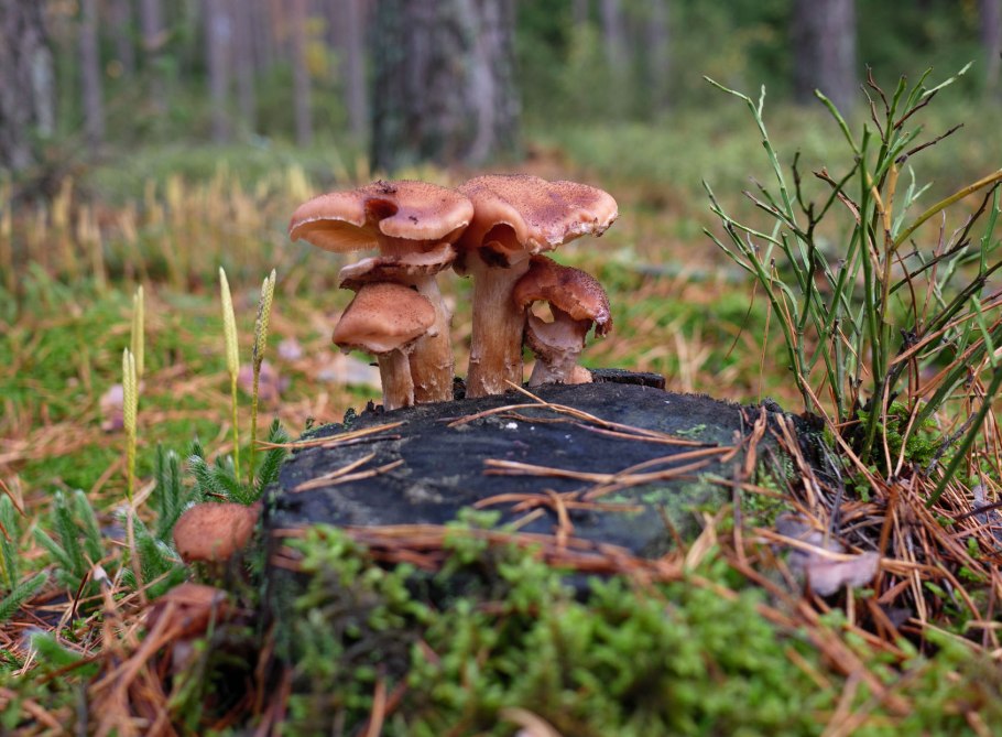 Гриб опёнок осенний