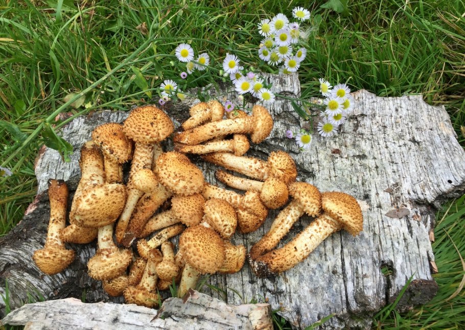 Гриб чешуйчатка обыкновенная pholiota squarrosa