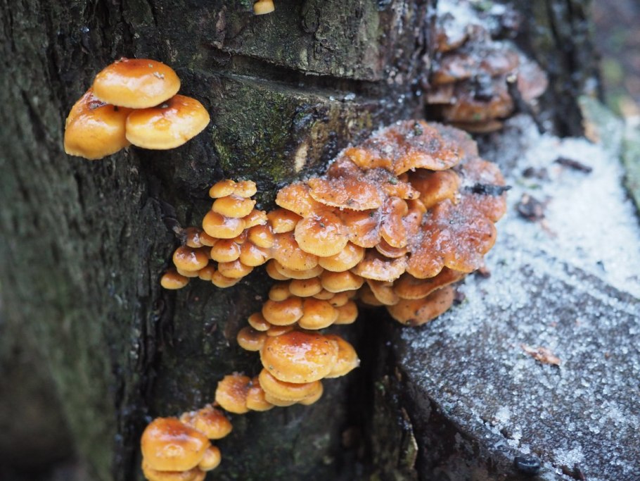 Опята пеньковые осенние