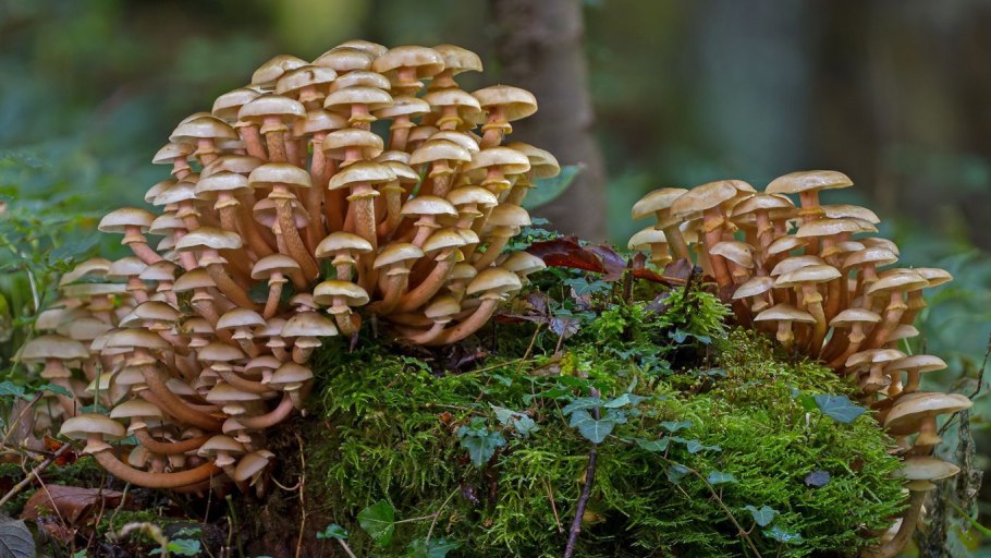 Опята в лесу на пнях