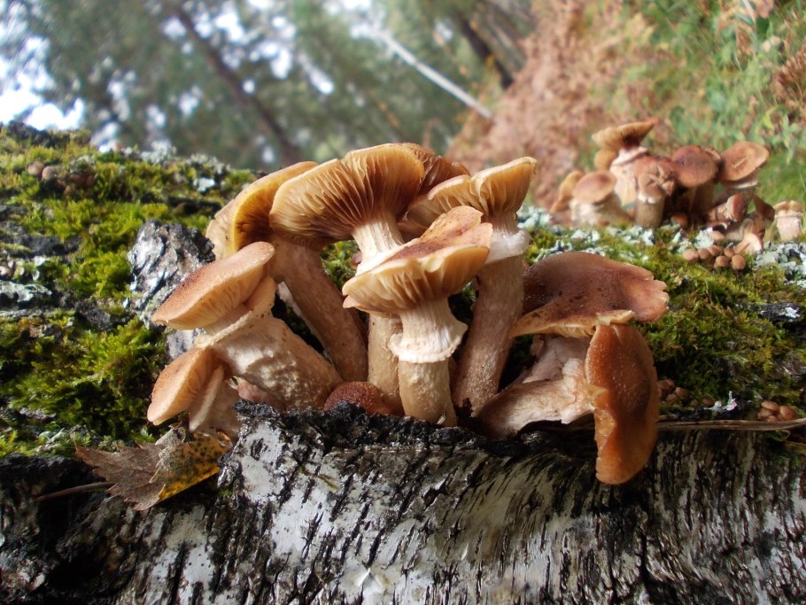 Фотографии елового опенка