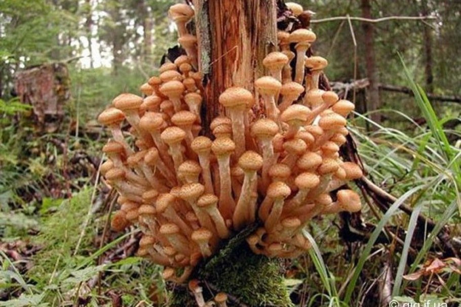 Лесной опенок