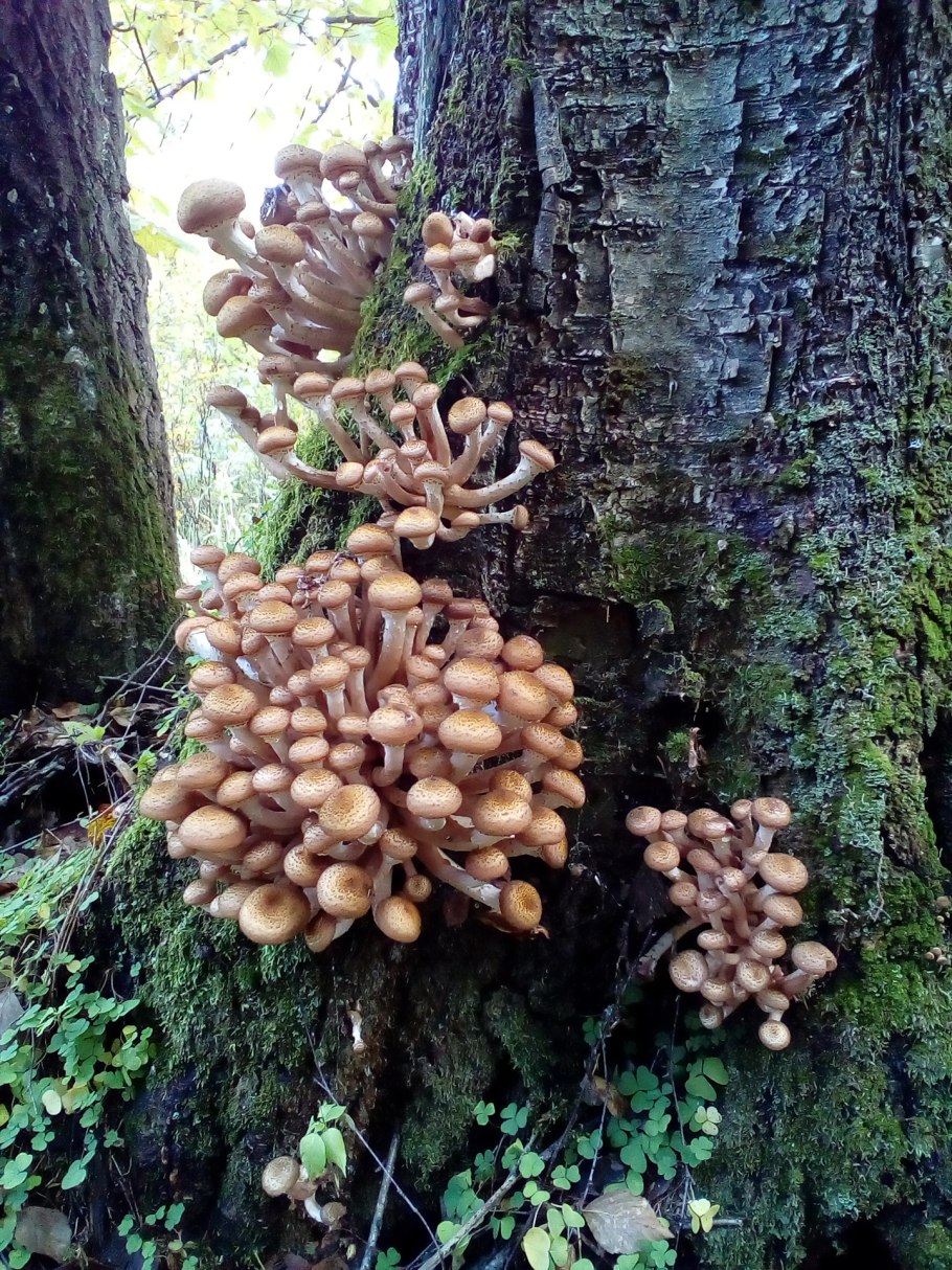 Еловые опята съедобные