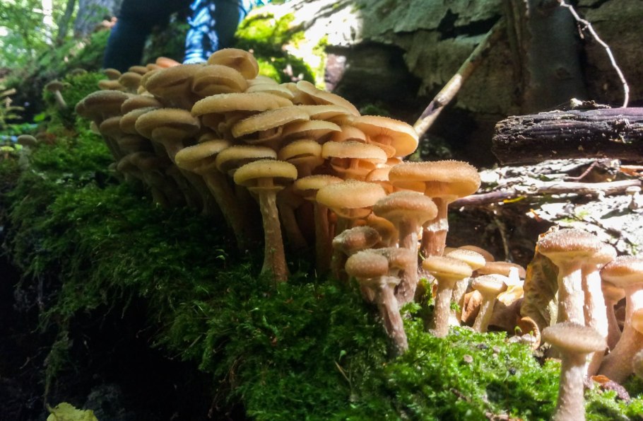 Чешуйчатка обыкновенная съедобная или нет