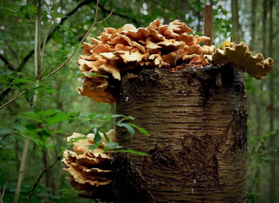 Грибы разрушители трутовик