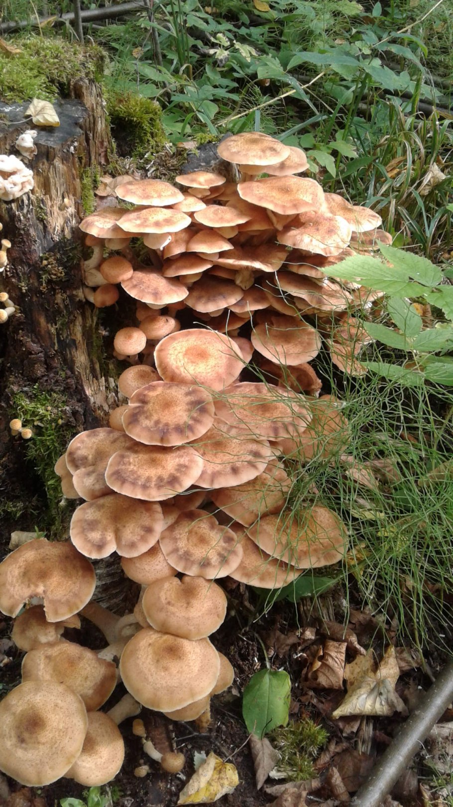 Опята осенние Королевские