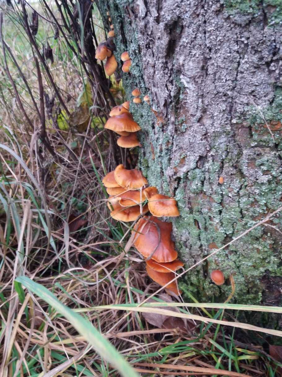 Древесные опята