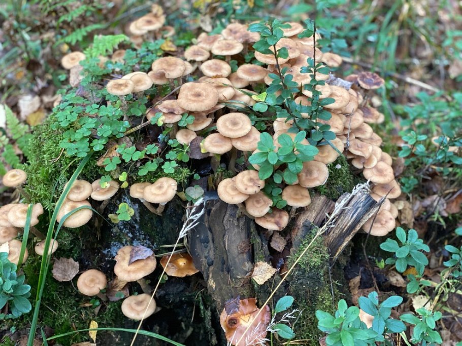 Березовые опята