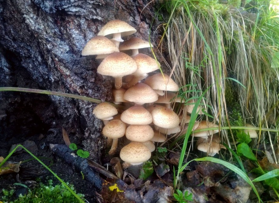 Опята грибы степные