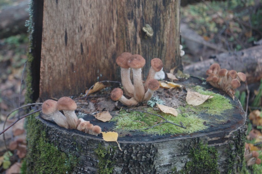 Гриб опёнок осенний