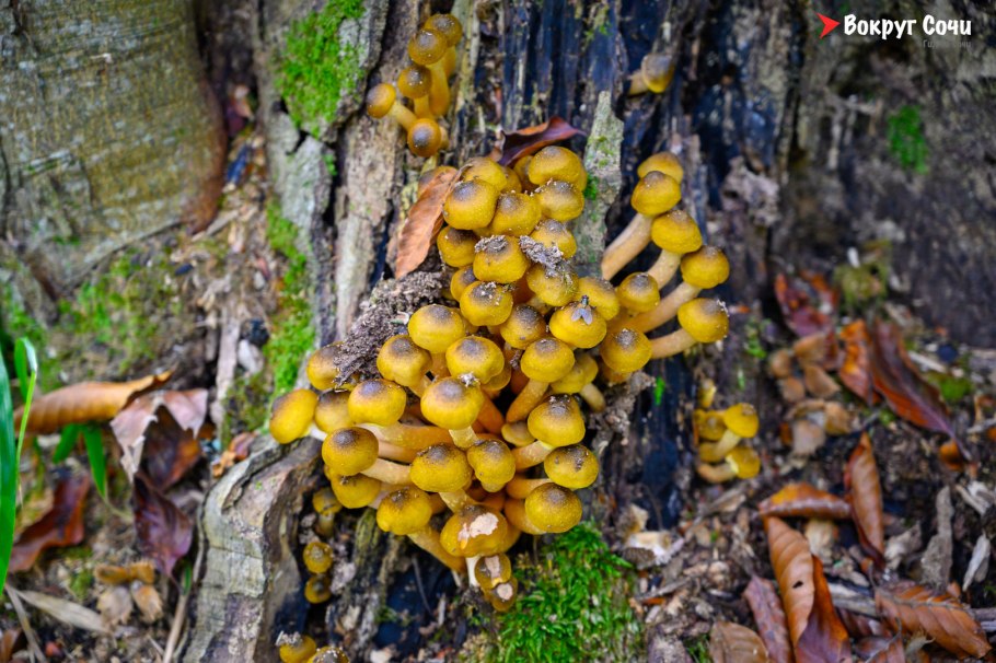 Медовые грибы armillaria mellea