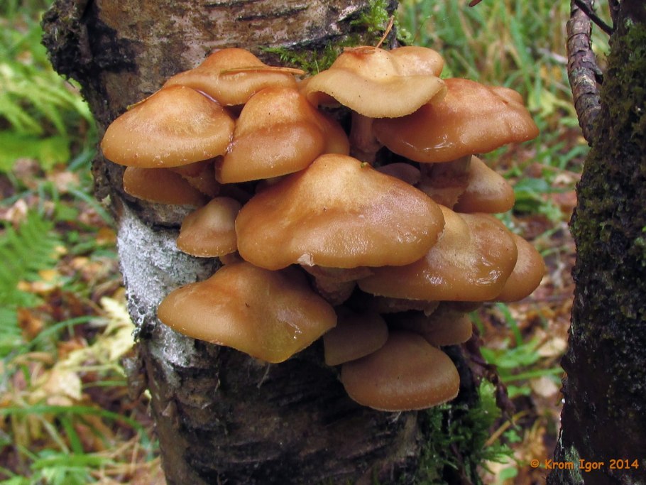 Летний опенок kuehneromyces mutabilis