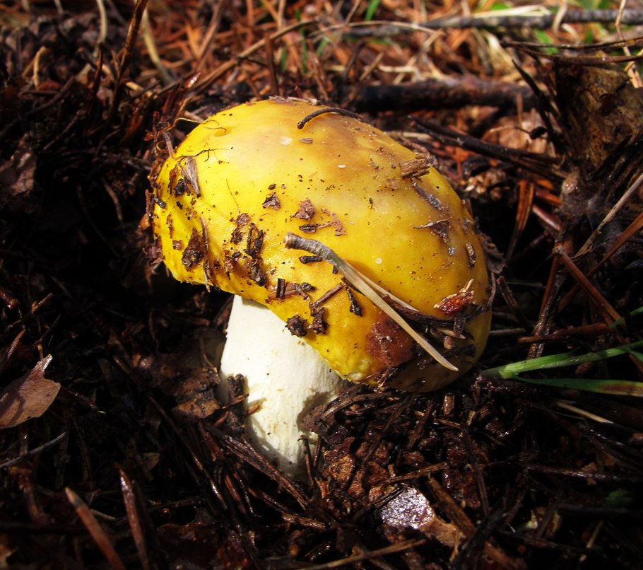 Tricholoma frondosae