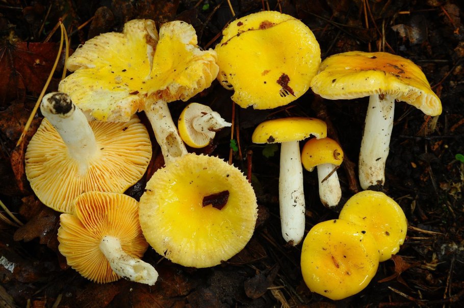 Рядовка желто-красная Tricholomopsis rutilans