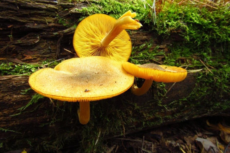 Tricholomopsis rutilans