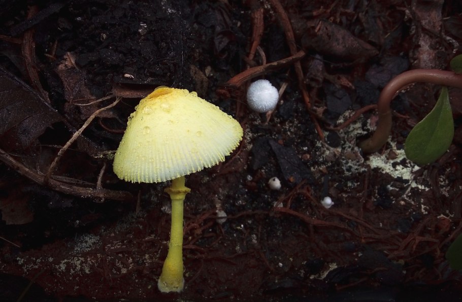 Макросъёмка грибов