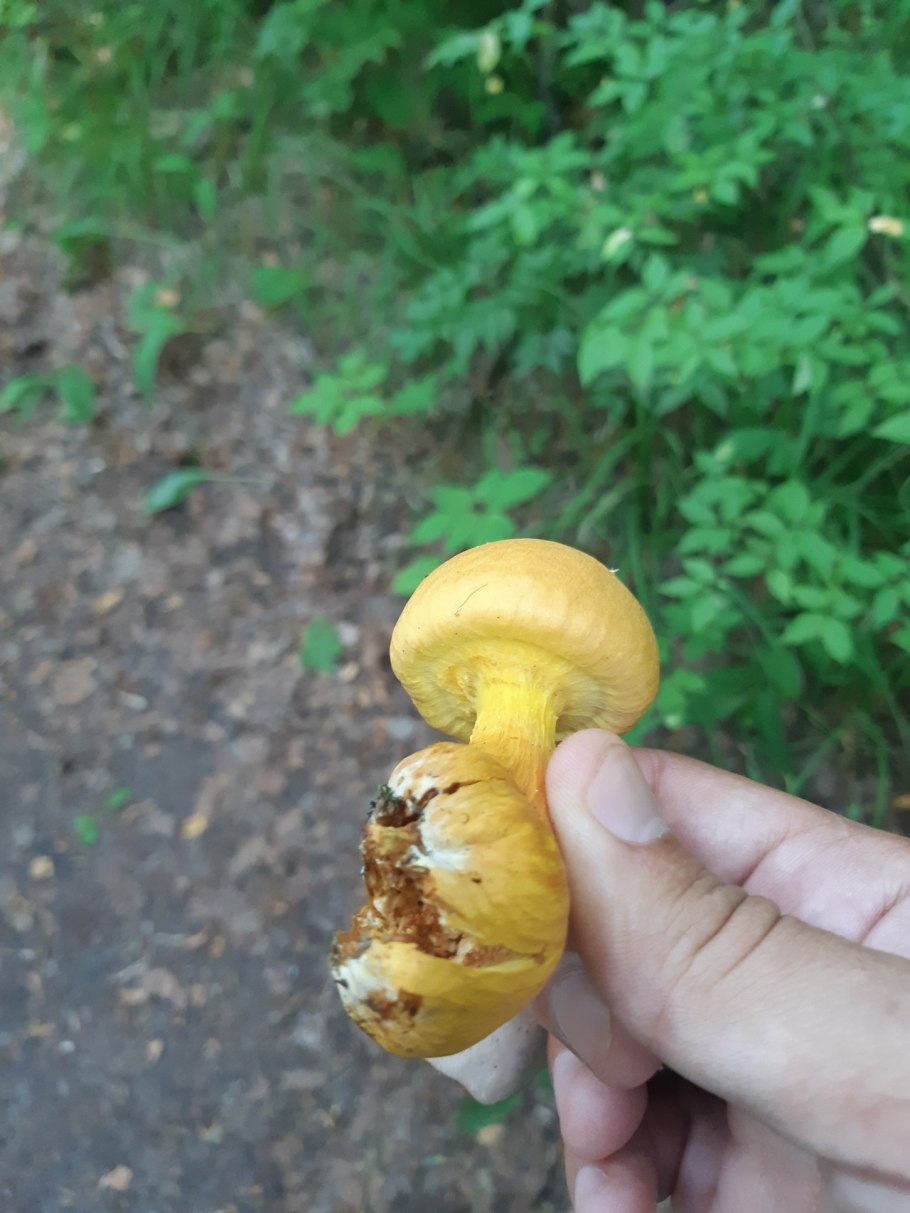 Гриб Боровик трубчатый гриб