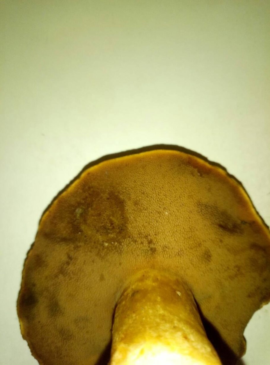 Трубчатые грибы съедобные