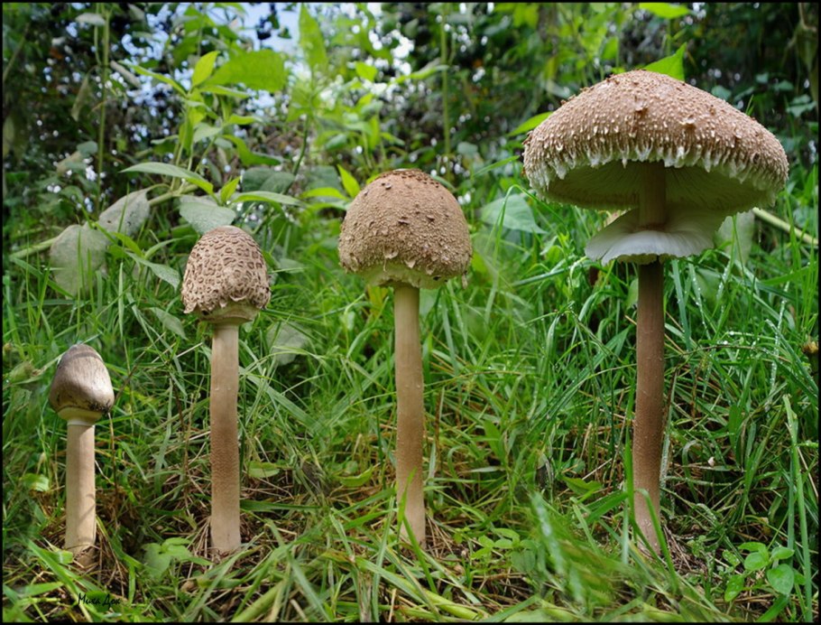 Macrolepiota procera гриб