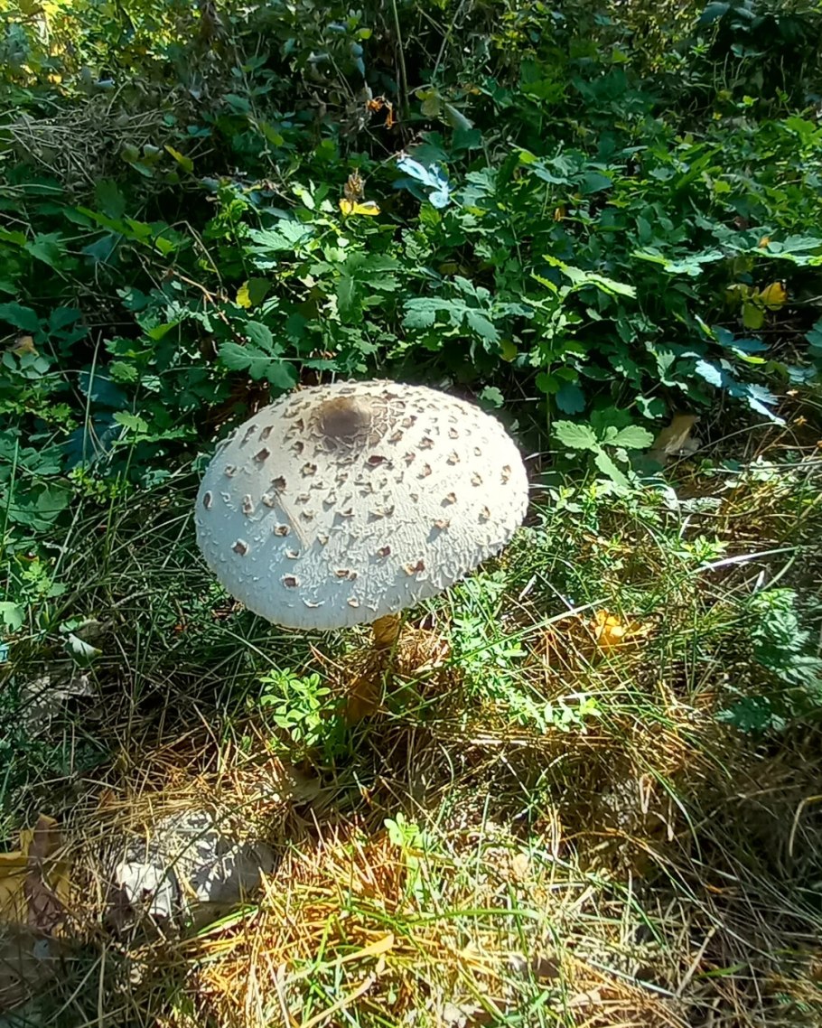 Гриб-зо́нтик пёстрый (лат. Macrolepiota procera)