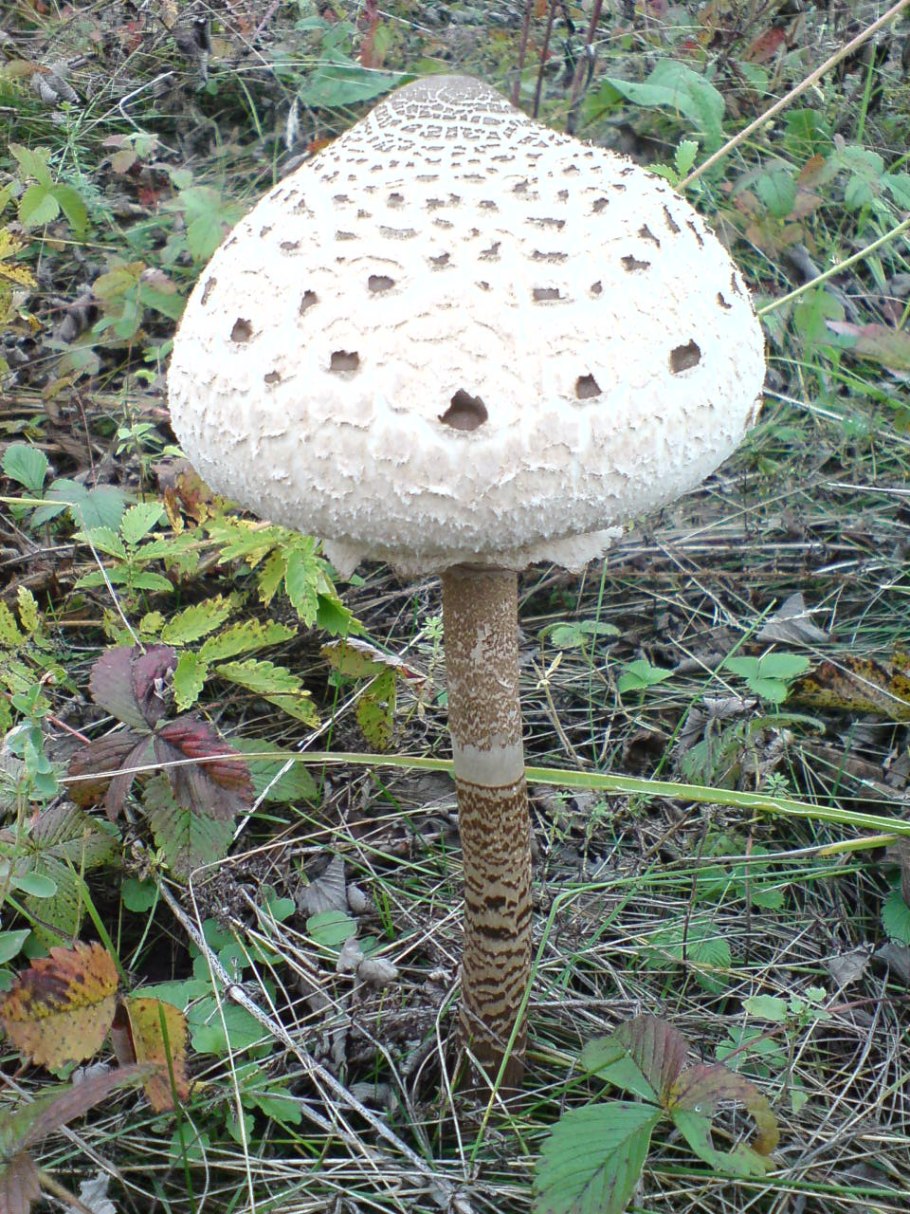 Гриб-зонтик краснеющий Macrolepiota rhacodes
