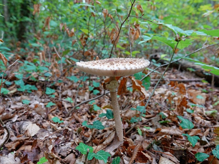 Гриб-зонтик краснеющий (Chlorophyllum rhacodes)