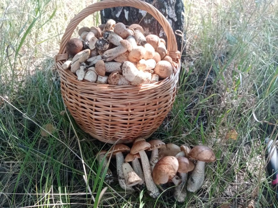 Грибные места Сибири