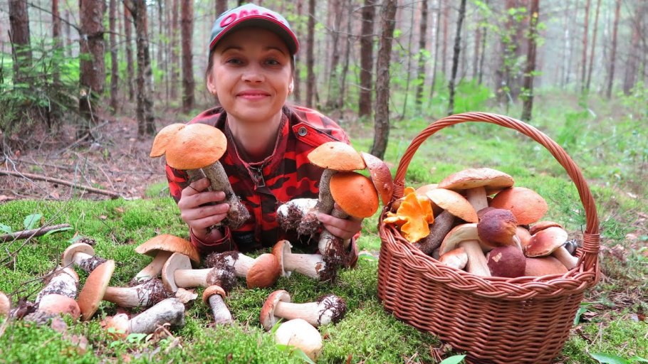 Сбор грибов в Подмосковье