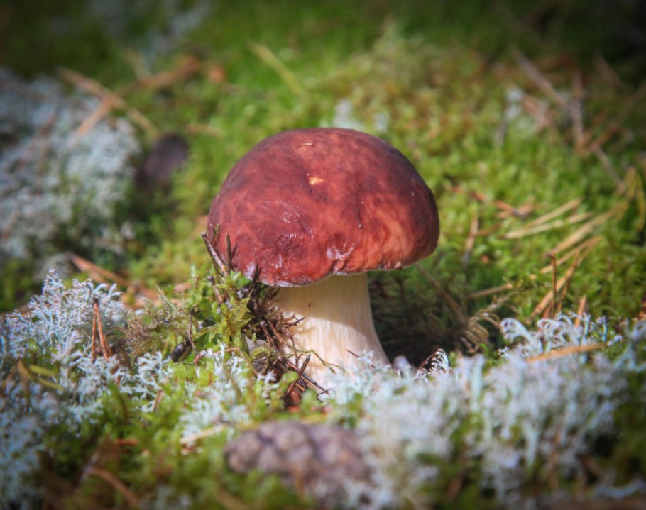 Грибы Тверская область