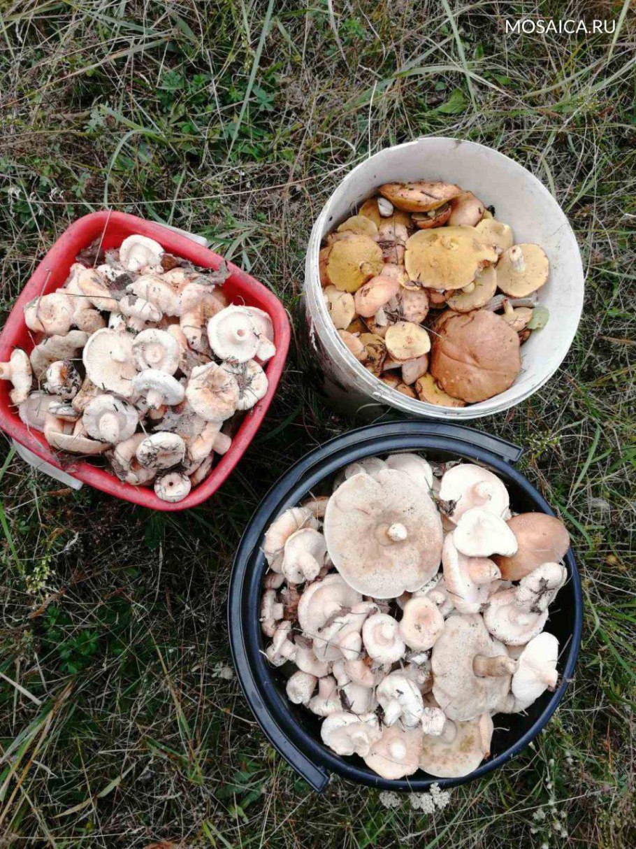 Грибы в Нижегородской области 2021