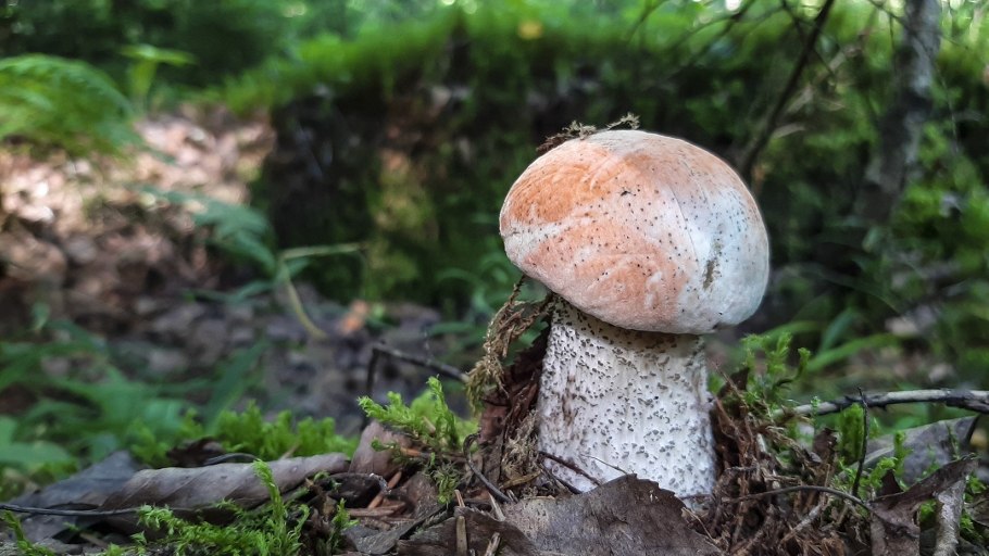 Грибы в Ленинградской области боровики