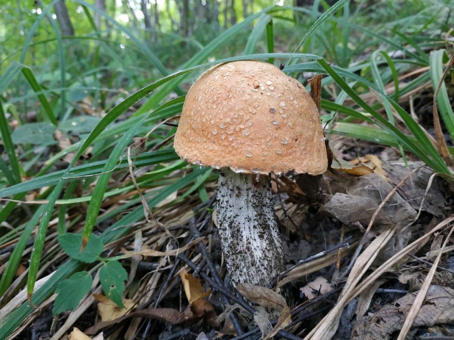 Грибы в Рязанской области
