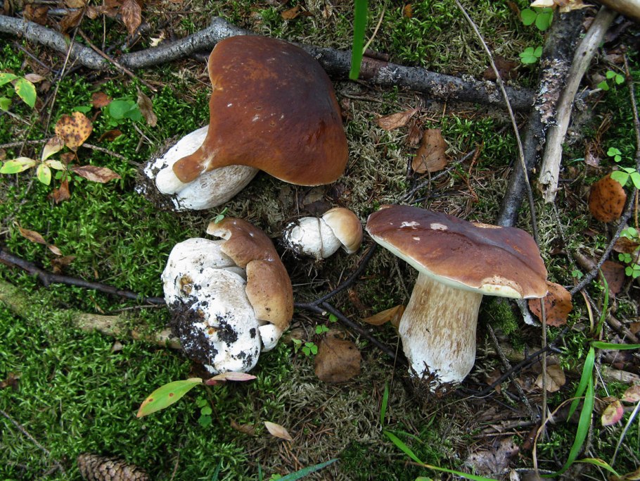 Пластинчатые грибы белый гриб