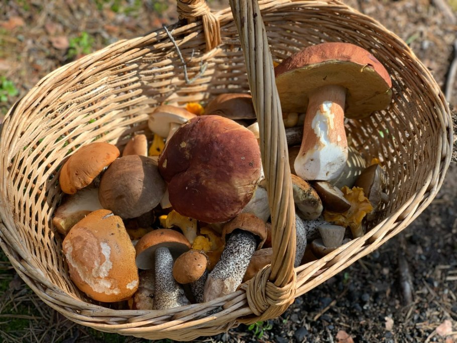 Грибы в Ленинградской области боровики