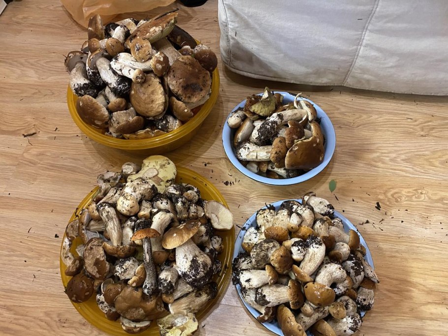 Группа грибы