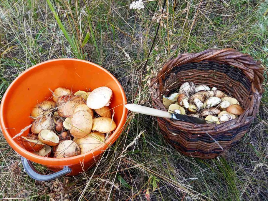 Грибы как собирать съедобные